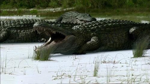 Prehistoric Park Season 1 Episode 6 - SuperCroc