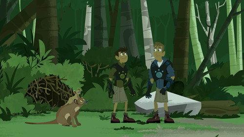 Wild Kratts Season 3 Episode 25 - Fossa Palooza!