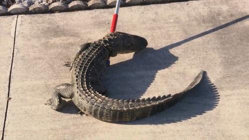 Cops Season 33 Episode 13 - See You Later Alligator