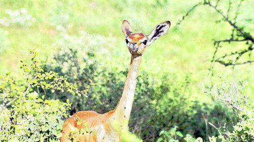 The Great Rift: Africa's Wild Heart Season 1 Episode 1 - Fire