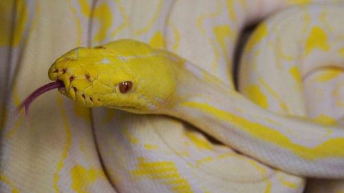 Animal ER Season 2 Episode 2 - The Elephant in the Room