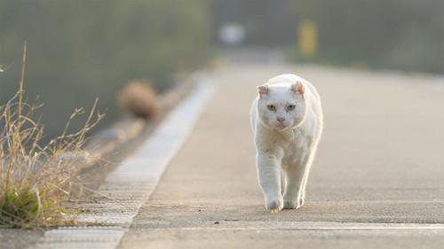Background image for Shimanto River: A Clear Stream