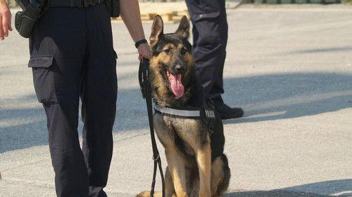 Border Control: Spain Season 4 Episode 12 - Episode 12