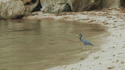 Robinson Season 24 Episode 6 - Episode 6