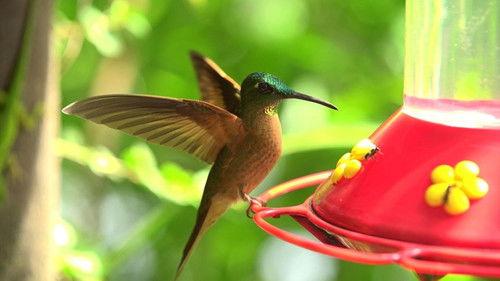 Anna und die wilden Tiere Season 1 Episode 18 - Episode 18