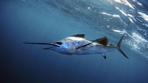 Nature Season 26 Episode 12 - Superfish