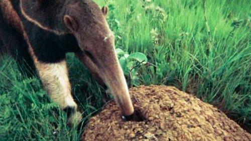 Life on Earth Season 1 Episode 10 - Theme and Variations