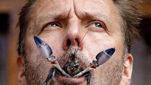 I'm a Celebrity...Get Me Out of Here! Season 16 Episode 14 - Pick 'n' Critz