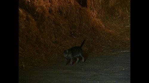 Was ist Was TV Season 1 Episode 13 - Cats