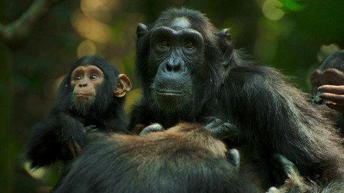 Chimp Empire Season 1 Episode 1 - Paradise