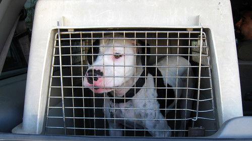 Pit Bulls and Parolees Season 1 Episode 1 - Second Chance Ranch