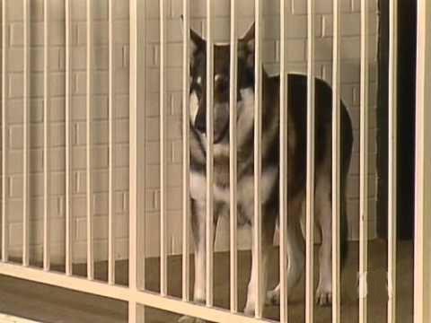 The Littlest Hobo Season 6 Episode 2 - Three Monkeys of Bah Roghar (1)