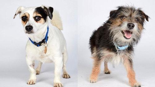 The Dog House Season 1 Episode 1 - Episode 1