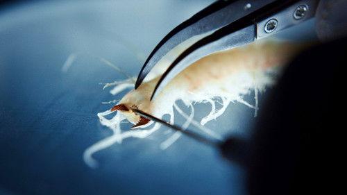 The Swarm Season 1 Episode 2 - Episode 2