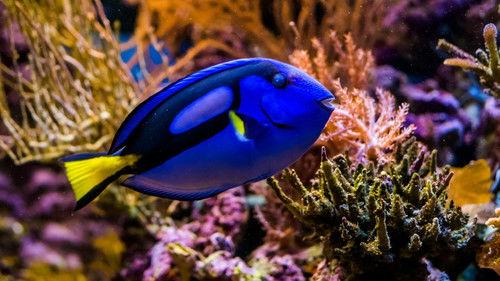 Reef School Season 1 Episode 5 - Best Digger