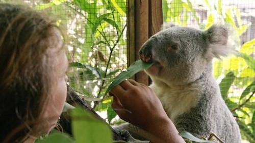 Izzy's Koala World Season 2 Episode 4 - Earning StormBoy's Trust