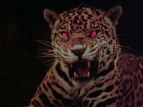 Operation: Mystery Season 1 Episode 11 - Episode 11