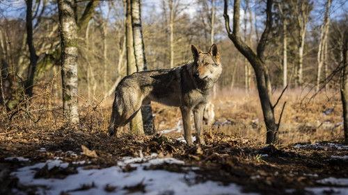 Valde's Christmas - The Guardian of the Forest Season 1 Episode 6 - The Guardian's Seal