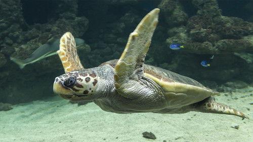 Australia Remastered Season 2 Episode 2 - Wild Pacific Ocean