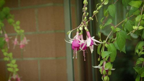 Hinter den Hecken Season 1 Episode 5 - A garden of fuchsias
