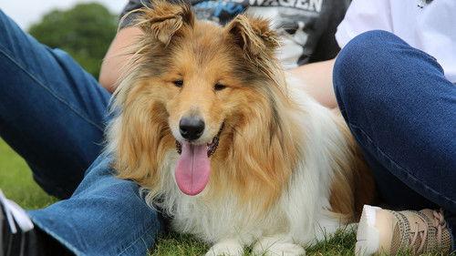 The Supervet: Noel Fitzpatrick Season 18 Episode 1 - Episode 1: Puppy Special