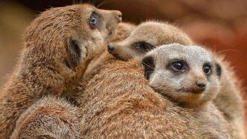 The Secret Life of the Zoo Season 2 Episode 5 - Episode 5