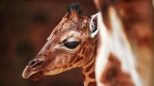 The Secret Life of the Zoo Season 5 Episode 3 - Make Way for Baby Giraffe