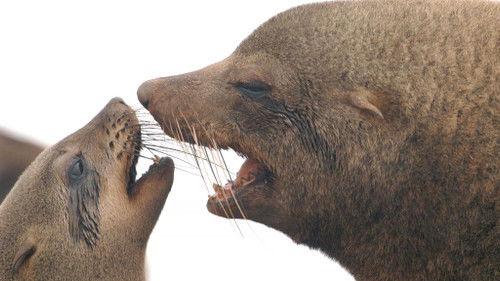 Kouzlo Afriky Season 1 Episode 10 - Episode 10