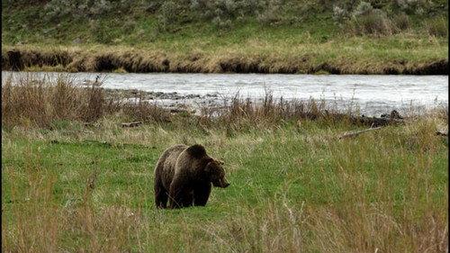 60 Minutes Season 53 Episode 5 - Treating COVID-19 Today, The Lincoln Project, Grizzlies