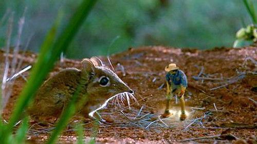 Andy's Wild Adventures Season 1 Episode 10 - Sengi