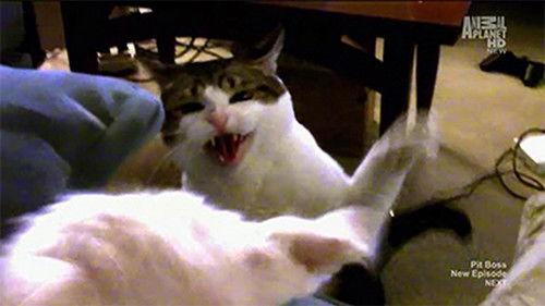 My Cat from Hell Season 2 Episode 3 - On the War Path