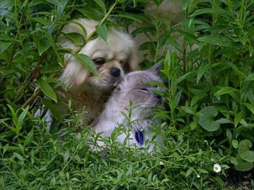 The Osbournes Season 2 Episode 7 - Meow Means No!