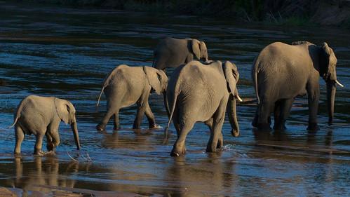 Natural World Season 18 Episode 3 - Elephants of the Sand River