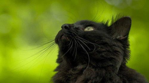 A Cat's-Eye View of Japan Season 3 Episode 7 - Toyama: The Fruits of a Fall Harvest