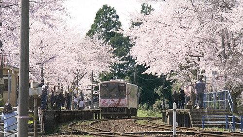 Document 72 Hours Season 12 Episode 12 - The Station Under the Cherry Blossoms