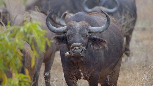 Africa's Wild Horizons Season 1 Episode 4 - Wild Swaziland