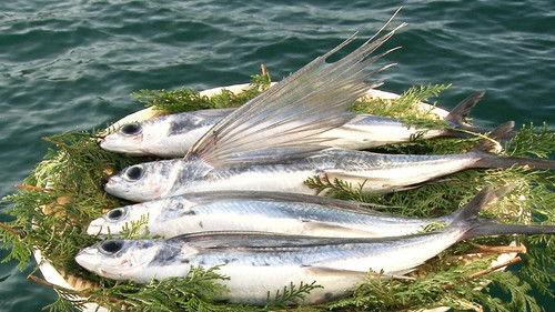 Background image for Flying Fish