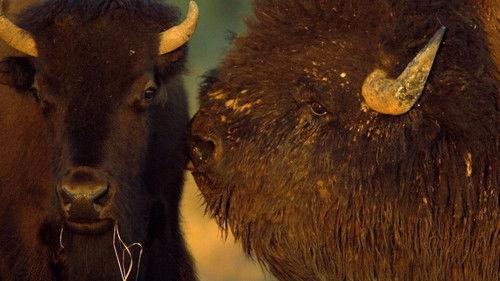 Animal Fight Night Season 6 Episode 4 - Deadly Under Dogs