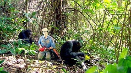 Andy's Wild Adventures Season 2 Episode 6 - Chimpanzees