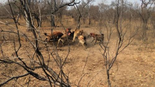 Animal Fight Night Season 4 Episode 4 - King Slayers