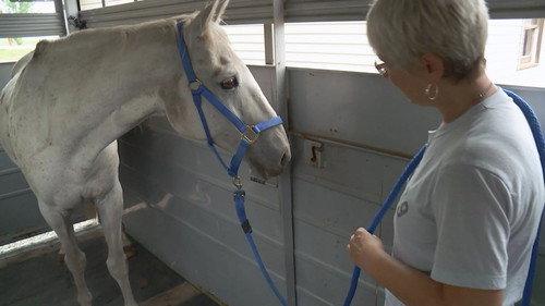 The Incredible Dr. Pol Season 14 Episode 10 - Beauty & the Bees