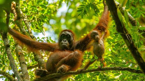 Parenthood Season 1 Episode 5 - Jungles