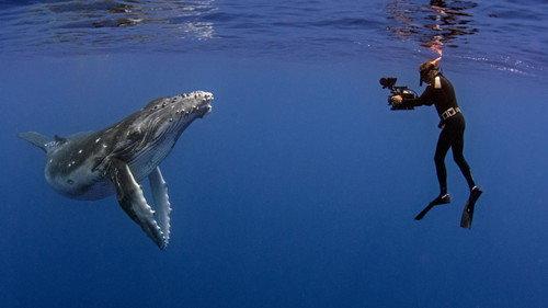Nature Season 38 Episode 9 - The Whale Detective