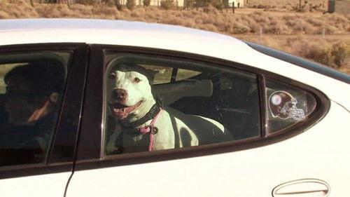 Pit Bulls and Parolees Season 2 Episode 12 - The Next Chapter