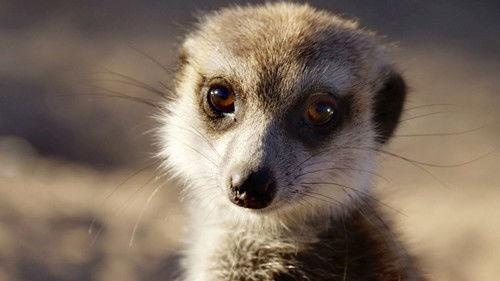 Natural World Season 33 Episode 7 - Meerkats: Secrets of an Animal Superstar