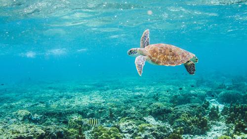 Life on the Reef Season 1 Episode 3 - Episode 3