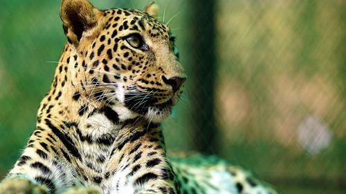 Natural World Season 33 Episode 1 - Leopards: 21st Century Cats