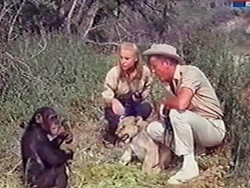 Daktari Season 3 Episode 10 - One of Our Cubs Is Missing