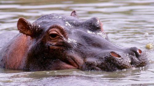 Equator's Wild Secrets Season 1 Episode 3 - Africa