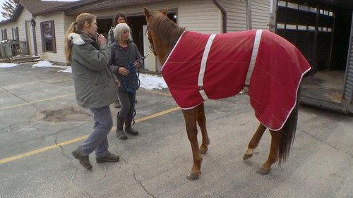 The Incredible Dr. Pol Season 13 Episode 12 - A Plague on Both Your Horses